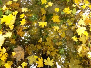 Fallen yellow leaves on lake in autumn