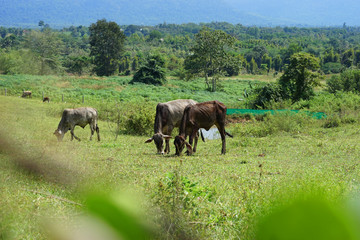 many ox in green field , country