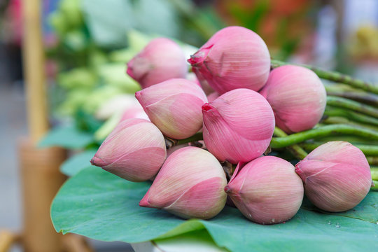 Fototapeta Fresh lotus flowers