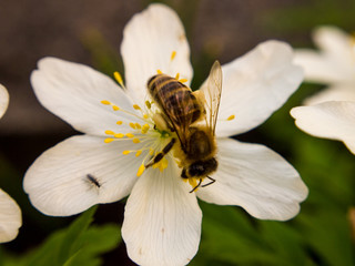 Windflower with bee