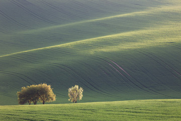 Amazing waves of hills and green and blossom trees - fresh