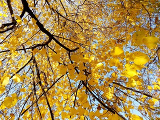 Yellow leaves on tree in autumn