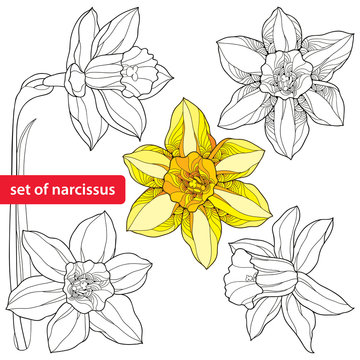 Set of narcissus flower or daffodil isolated on white background. Floral elements in contour style. Plant is the one of spring symbols.