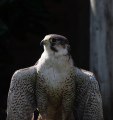 perigrine falcon