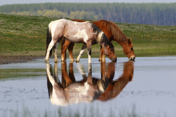 Naklejka premium Two wild beautiful horses drinking water