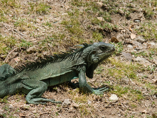 Iguane adulte © laurent