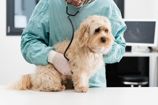 V&eacute;t&eacute;rinaire et chien