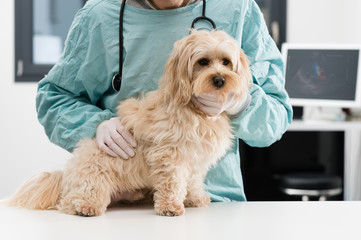 Vétérinaire et chien