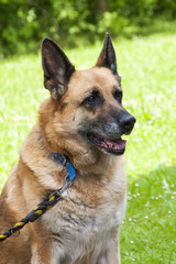 Alter Belgischer Schäferhund