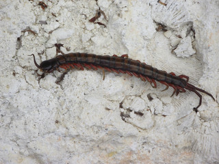 Scolopendre