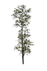 Obraz premium Dipterocarpus obtusifolius Teijsm