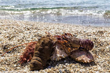 Different lobster on sand. Summer beach background.