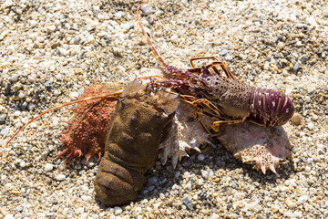 Different lobster on sand. Summer beach background.