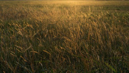 wild grass under the sun light vintage look