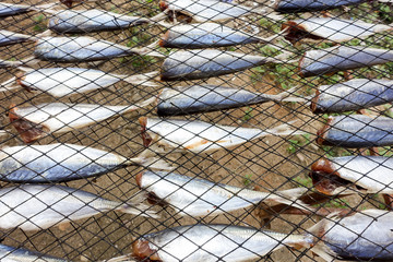 Dried fish for sell at market