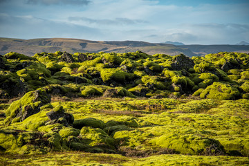 moss cover on volcanic landscape of Iceland