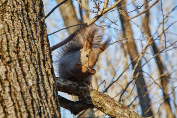 The squirrel on a tree gnaws a nut. Autumn IMG_0157