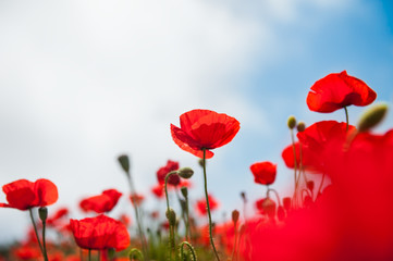 Fototapeta premium Piękne czerwone kwiaty maku