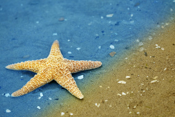 Fototapeta na wymiar Beautiful starfish on sandy beach
