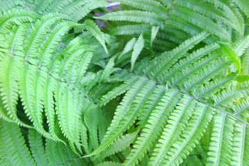 Bright young male fern fronds (Dryopteris filix-mas) in the summer garden