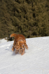 cocker spaniel in the snow