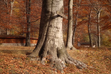 Fototapeta na wymiar Tree carved with messages