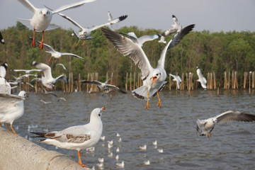 Seagulls chat to other near the ocean