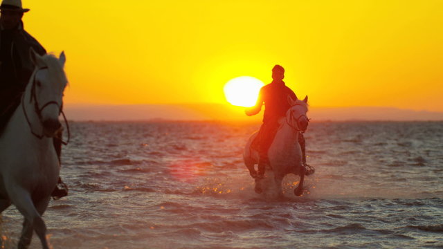 Cowboy Camargue animal horse France sunset wildlife 