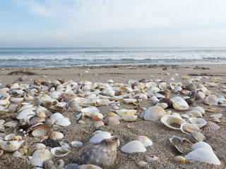 Fototapeta na wymiar a lonely beach with coarse sand and shells