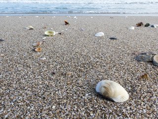 a lonely beach with coarse sand and shells