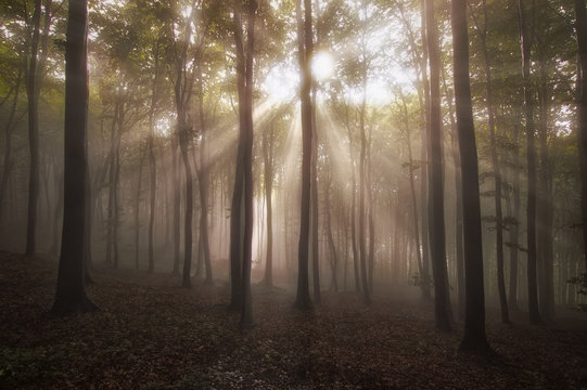 Fototapeta sun rays in forest in the morning