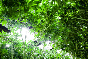 Underneath marijuana plants, with grow lights