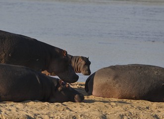 hippopotames jeune et sa mère,  rivière  Luangwa Parc national  Zambie