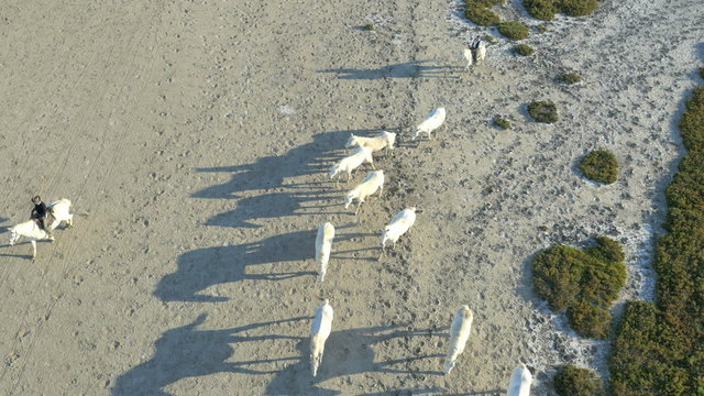 Aerial horse cowboy sea galloping Camargue wetland