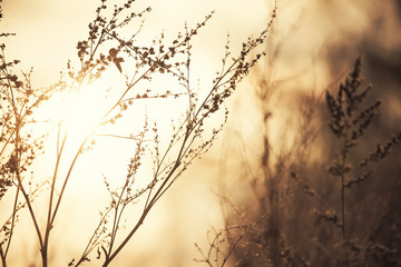 Dry grass and blur the background.
