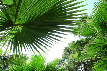 Fototapeta na wymiar Beautiful palm leaves of tree in sunlight