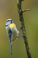 Obraz premium Eurasian blue tit - Cyanistes caeruleus