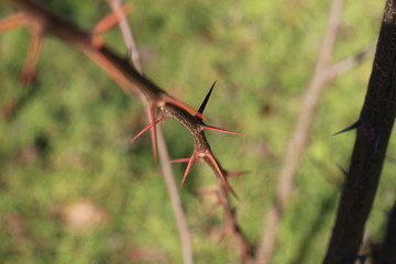 Spikes