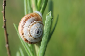 conchiglia su stelo d'erba