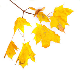Branch with maple leaves isolated on white background