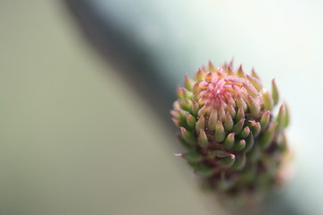 Particolare di pianta grassa