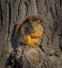 Female Red Squirrel with full winter coat poses on the knot of a large tree.