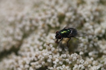 mosca su fiore