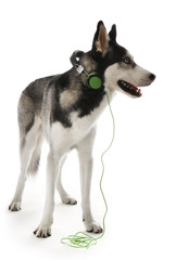 Siberian Husky in headphones, isolated on white