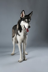 Young Husky on grey background