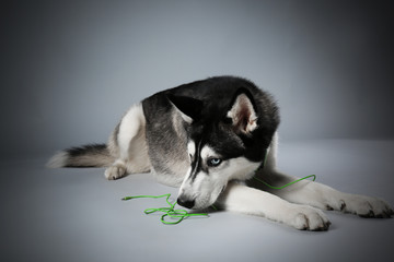 Young Husky in headphones laying on grey background