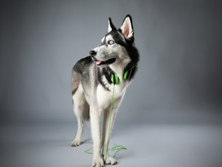 Young Husky in headphones on grey background