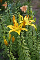 Fototapeta premium Yellow lilies