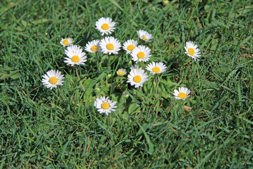 Fototapeta premium Daisies in the grass