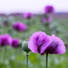 Obraz premium Mohnfeld mit Mohnblume in violett